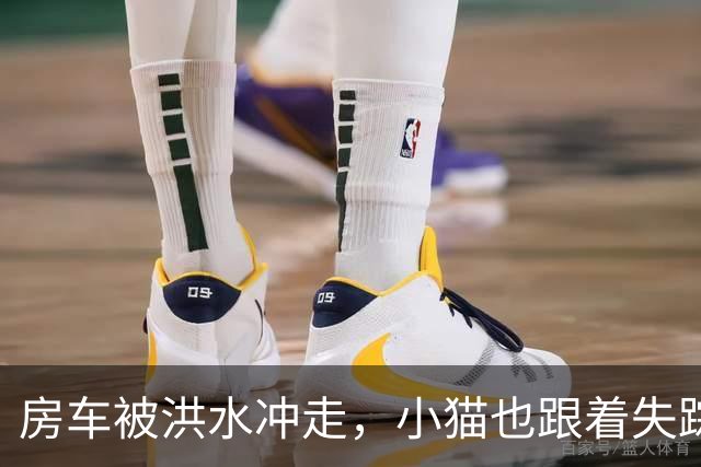 房车被洪水冲走，小猫也跟着失踪，8天后它突然回家了，全家人都哭了